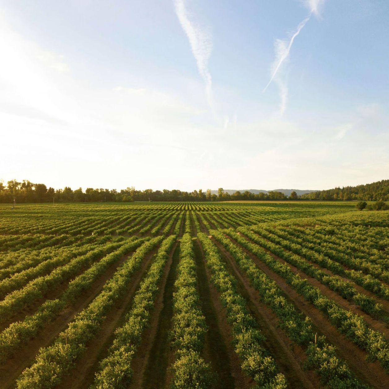 Landwirtschaftliches Feld mit gleichmäßigen Pflanzenreihen im warmen Abendlicht
