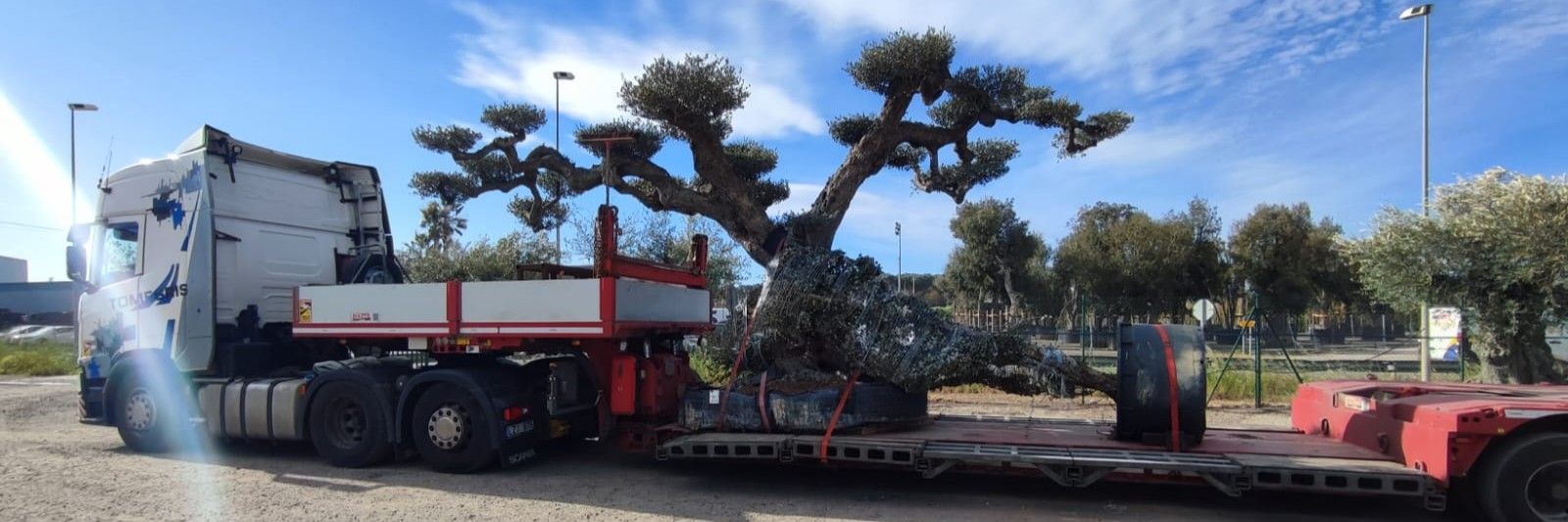Un ulivo fissato su un camion